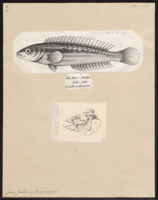 Afbeelding in het Publieke Domein op 24 juni 2026 opgevraagd van https://commons.wikimedia.org/wiki/File:Coris_julis_-_1700-1880_-_Print_-_Iconographia_Zoologica_-_Special_Collections_University_of_Amsterdam_-_UBA01_IZ13900149.tif