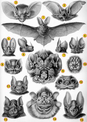 Afbeelding in het Publieke Domein op 21 juni 2026 opgevraagd van https://nl.wikipedia.org/wiki/Vleermuizen#/media/Bestand:Haeckel_Chiroptera_tags_added.jpg