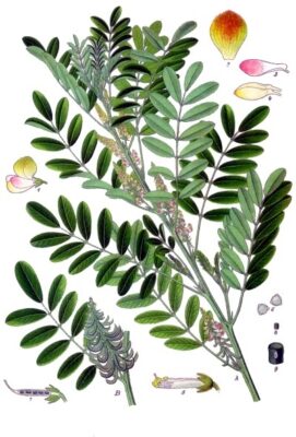Afbeelding in het Publieke Domein op 18 juni 2026 opgevraagd van https://commons.wikimedia.org/wiki/File:Indigofera_suffruticosa_-_K%C3%B6hler%E2%80%93s_Medizinal-Pflanzen-076.jpg?uselang=nl#Licentie