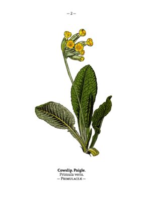 Afbeelding in het Publieke Domein op 21 mei 2026 opgevraagd van https://commons.wikimedia.org/wiki/File:WWB-0014-002-Primula_veris.png