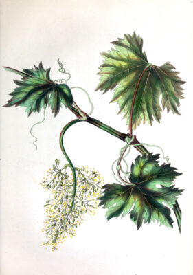 Afbeelding uit het Publieke Domein op 20 mei 2026 geraadpleegd van https://commons.wikimedia.org/wiki/File:Spiritofthewoods_vine_s6.jpg