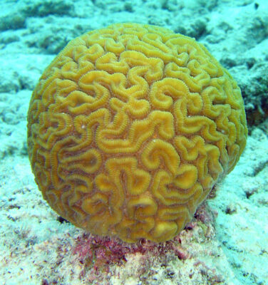 Afbeelding op 13 juni 2026 opgevraagd van https://commons.wikimedia.org/wiki/File:Brain_coral.jpg?uselang=nl#Licentie